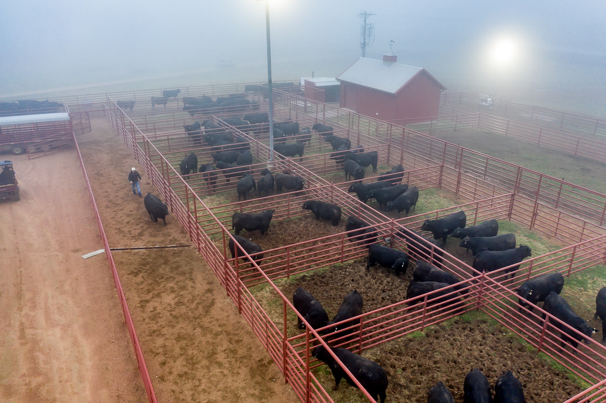 44Farms_Cameron_BullSale_Feb2021-0671