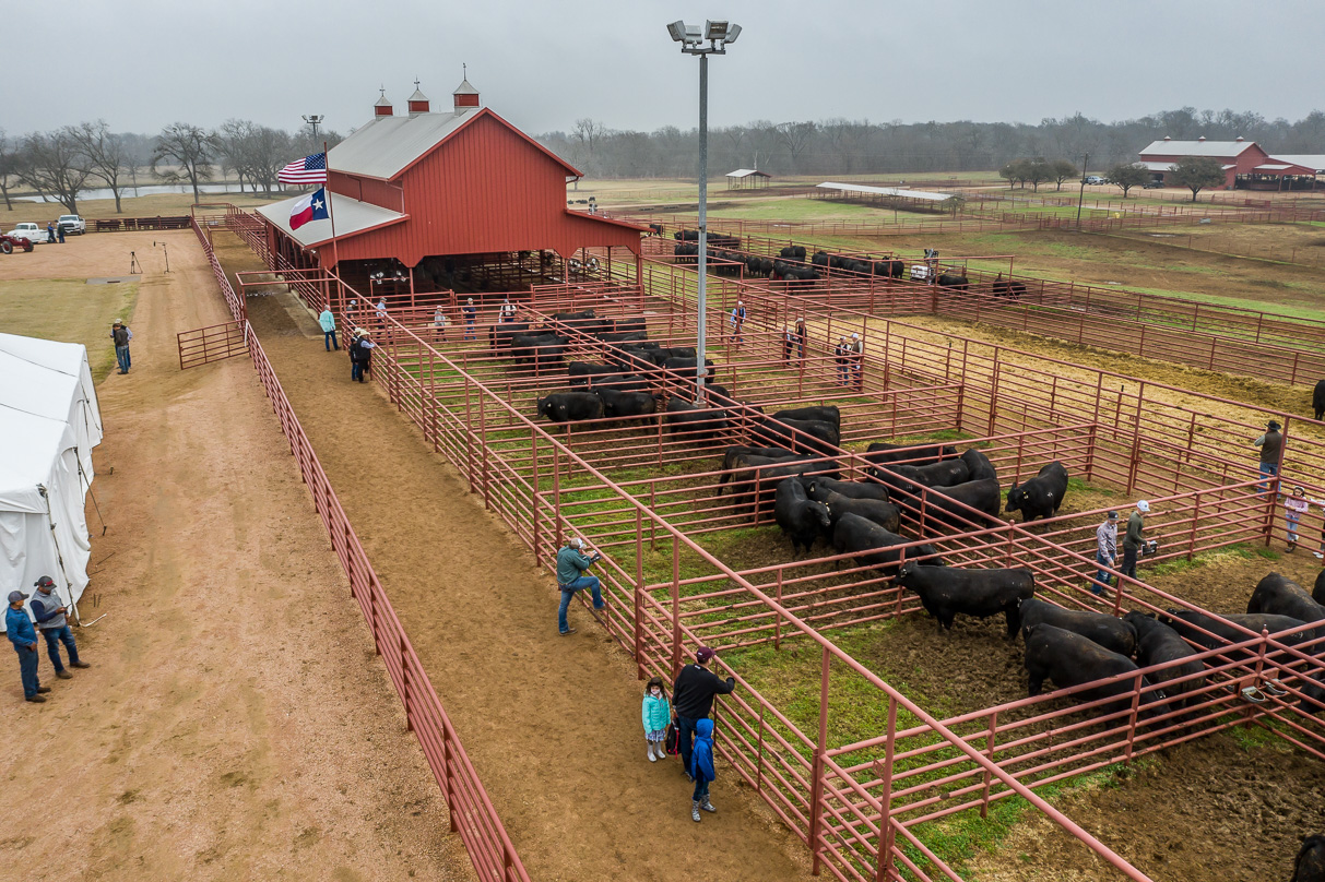 44Farms_Cameron_BullSale_Feb2021-0674