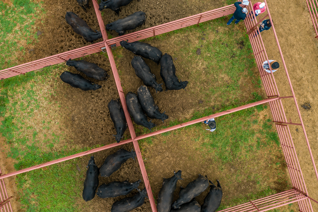 44Farms_Cameron_BullSale_Feb2021-0680