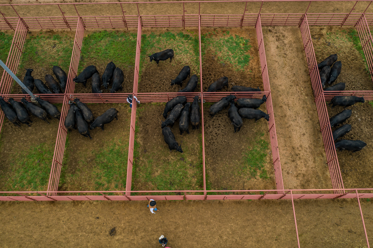 44Farms_Cameron_BullSale_Feb2021-0689