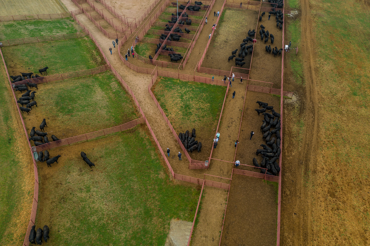 44Farms_Cameron_BullSale_Feb2021-0704