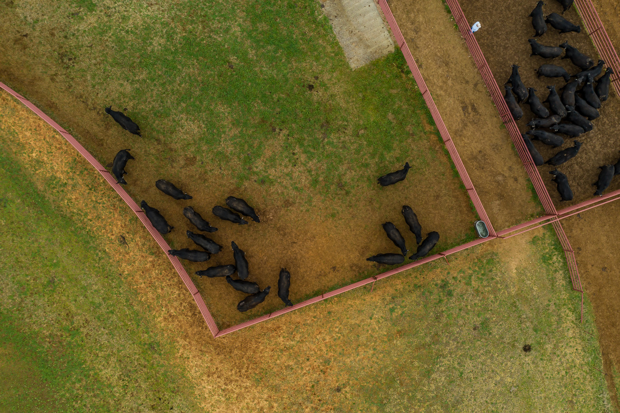 44Farms_Cameron_BullSale_Feb2021-0710