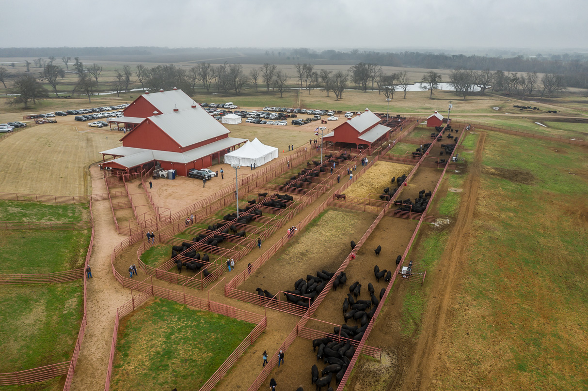 44Farms_Cameron_BullSale_Feb2021-0718