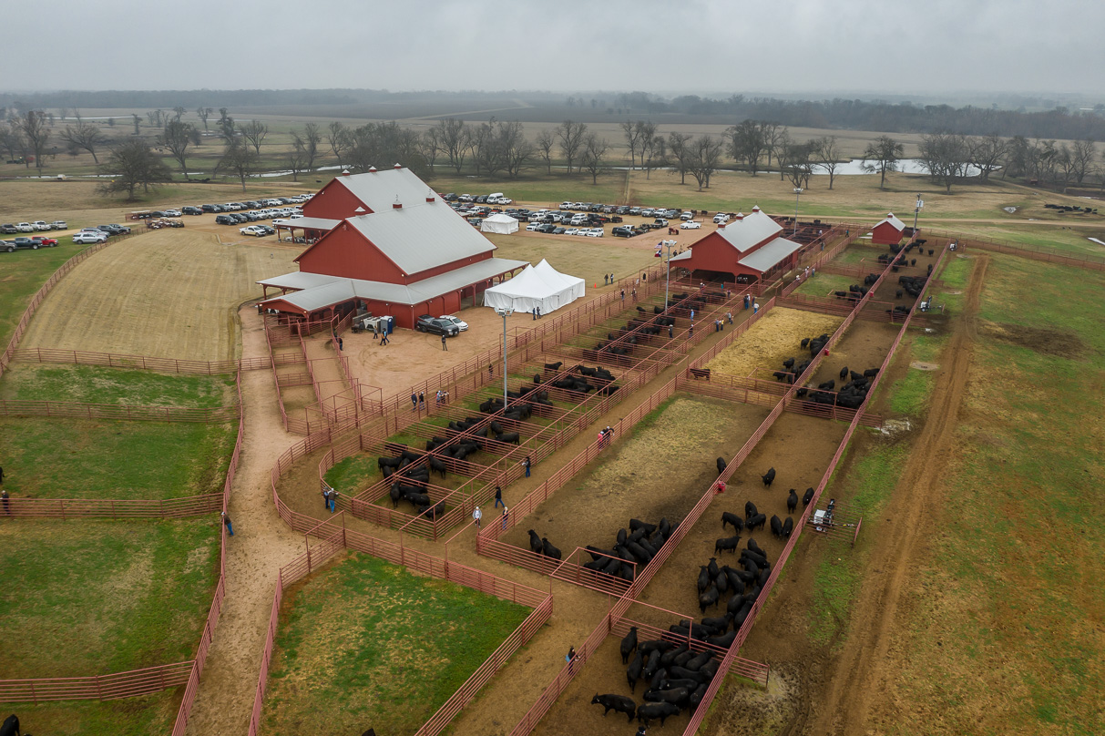 44Farms_Cameron_BullSale_Feb2021-0721