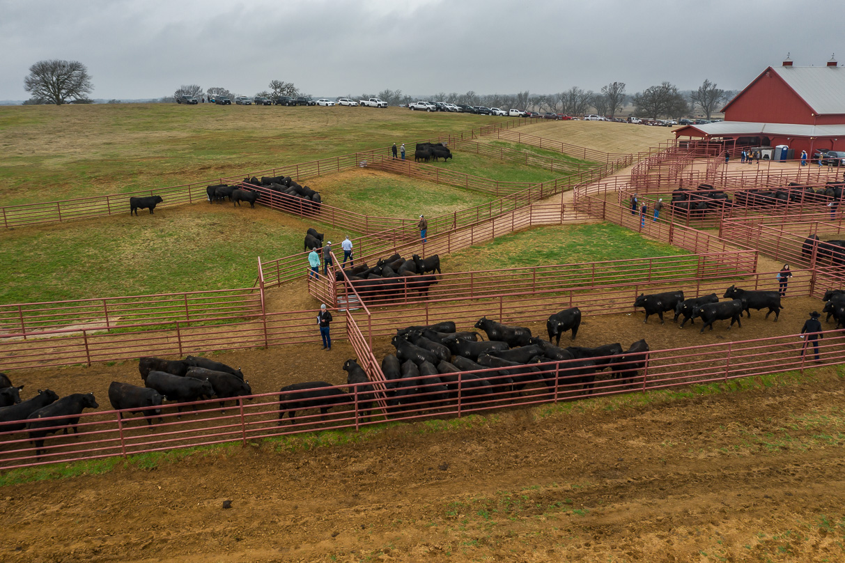 44Farms_Cameron_BullSale_Feb2021-0724