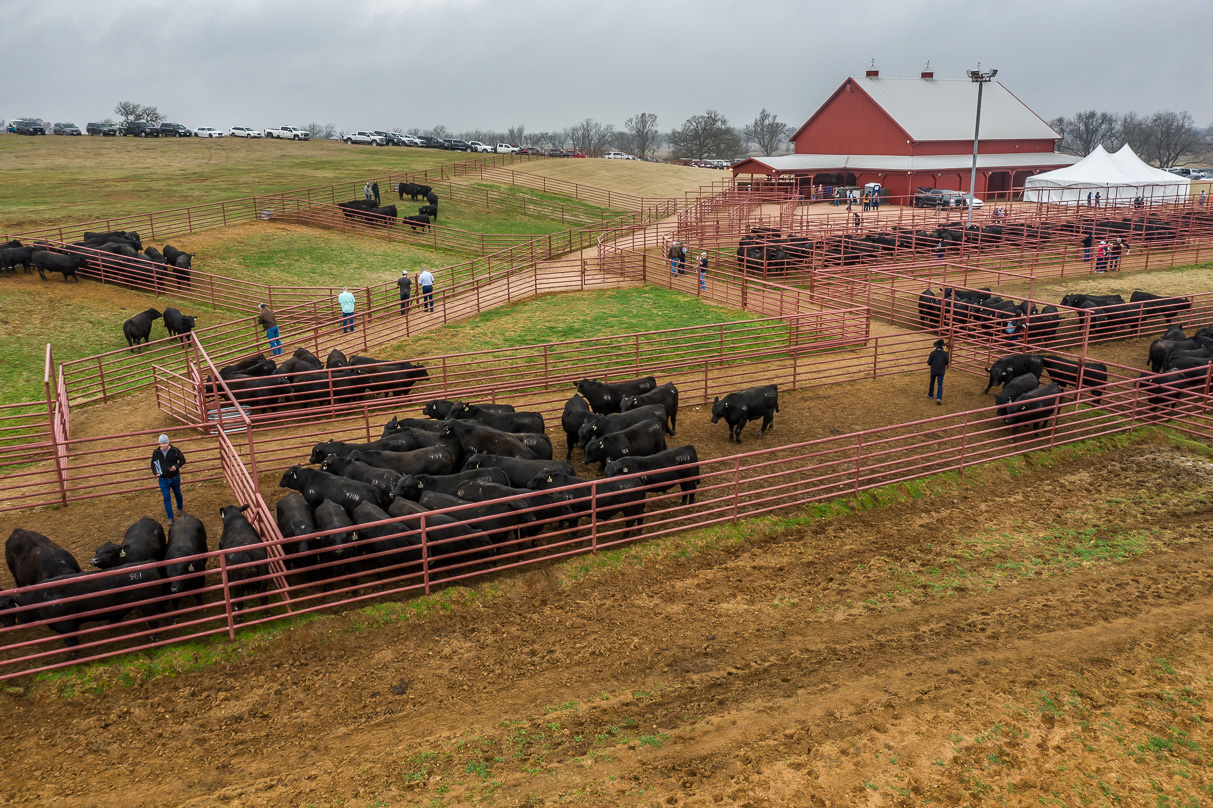 44Farms_Cameron_BullSale_Feb2021-0727