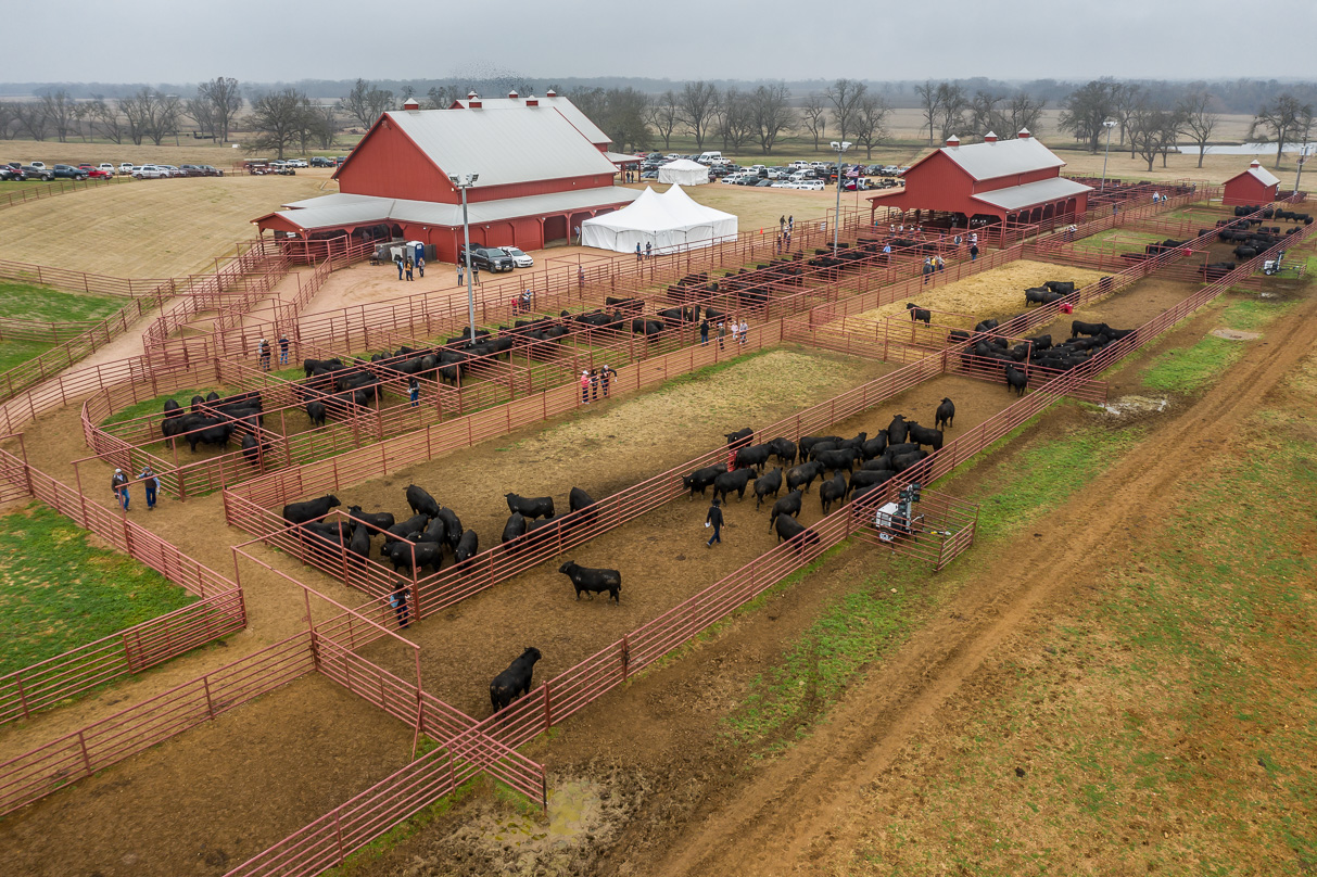 44Farms_Cameron_BullSale_Feb2021-0733