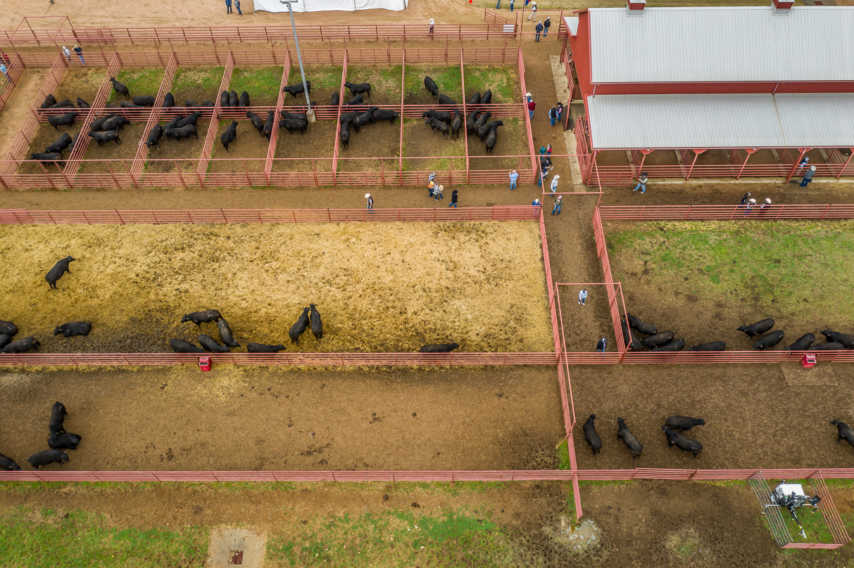 44Farms_Cameron_BullSale_Feb2021-0739