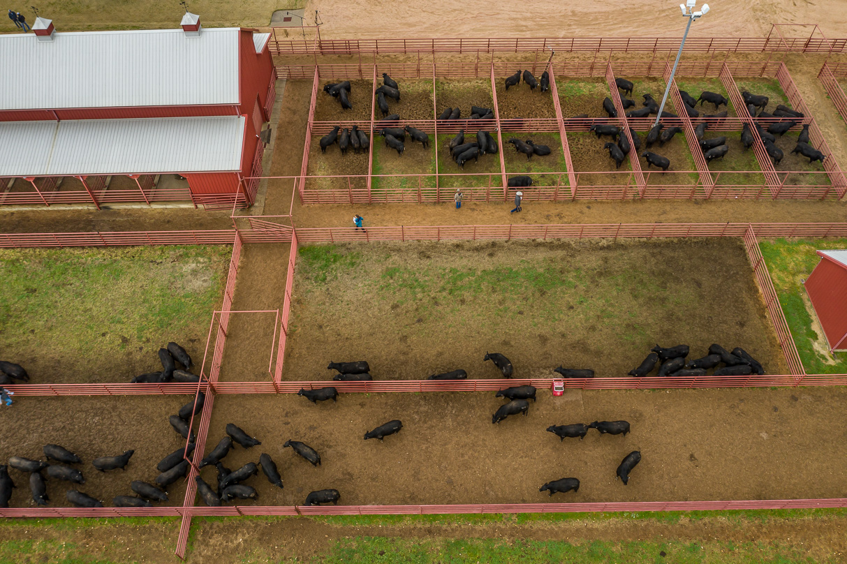 44Farms_Cameron_BullSale_Feb2021-0743