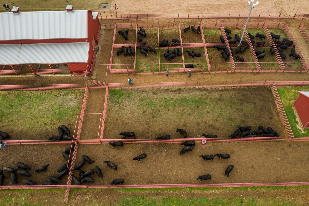 44Farms_Cameron_BullSale_Feb2021-0745