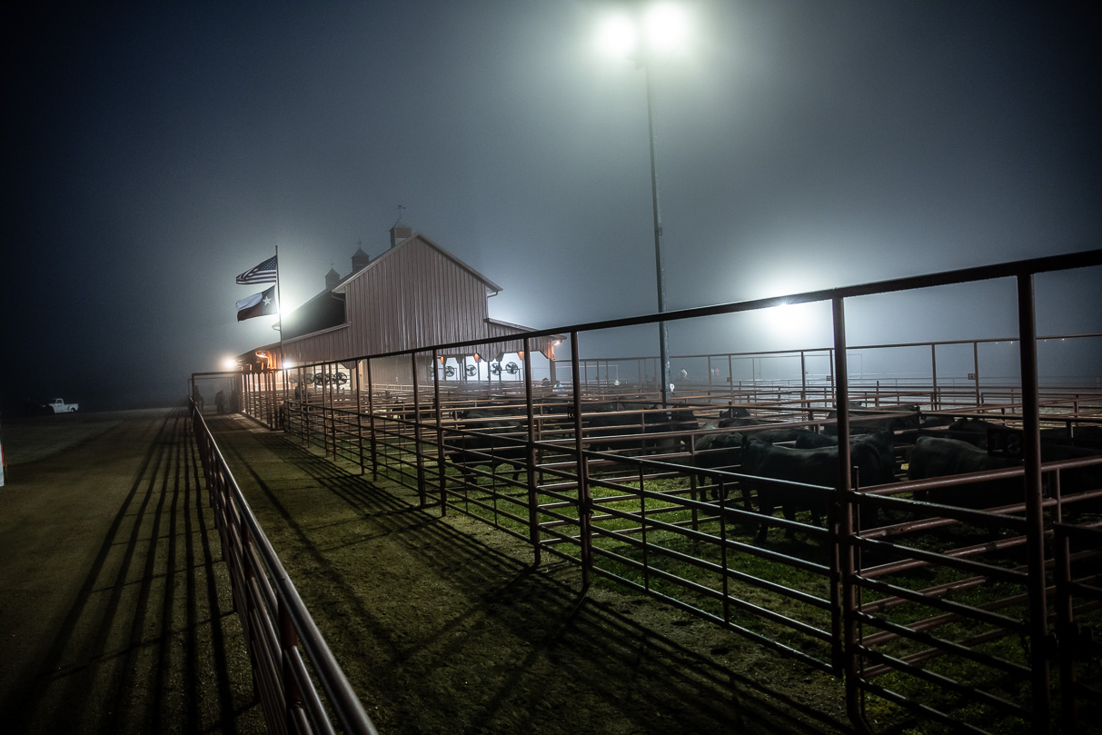 44Farms_Cameron_BullSale_Feb2021-515582