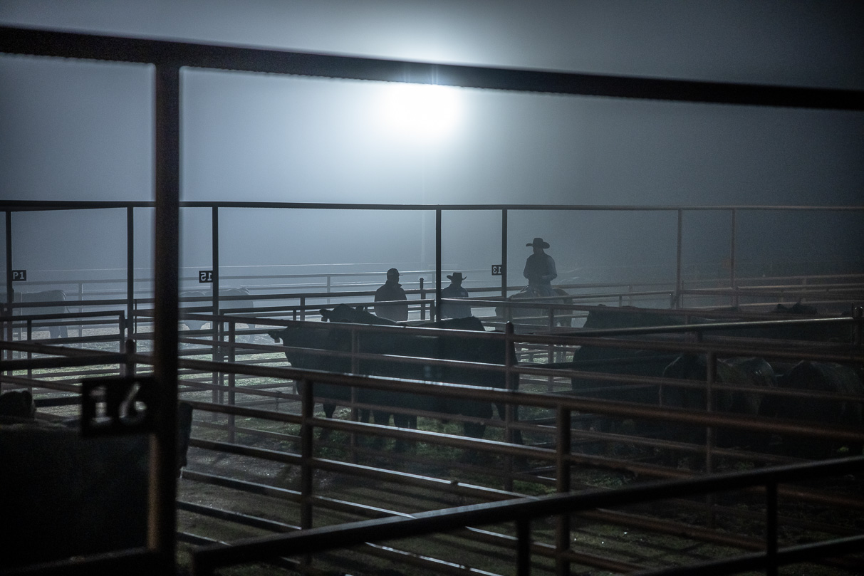 44Farms_Cameron_BullSale_Feb2021-515585