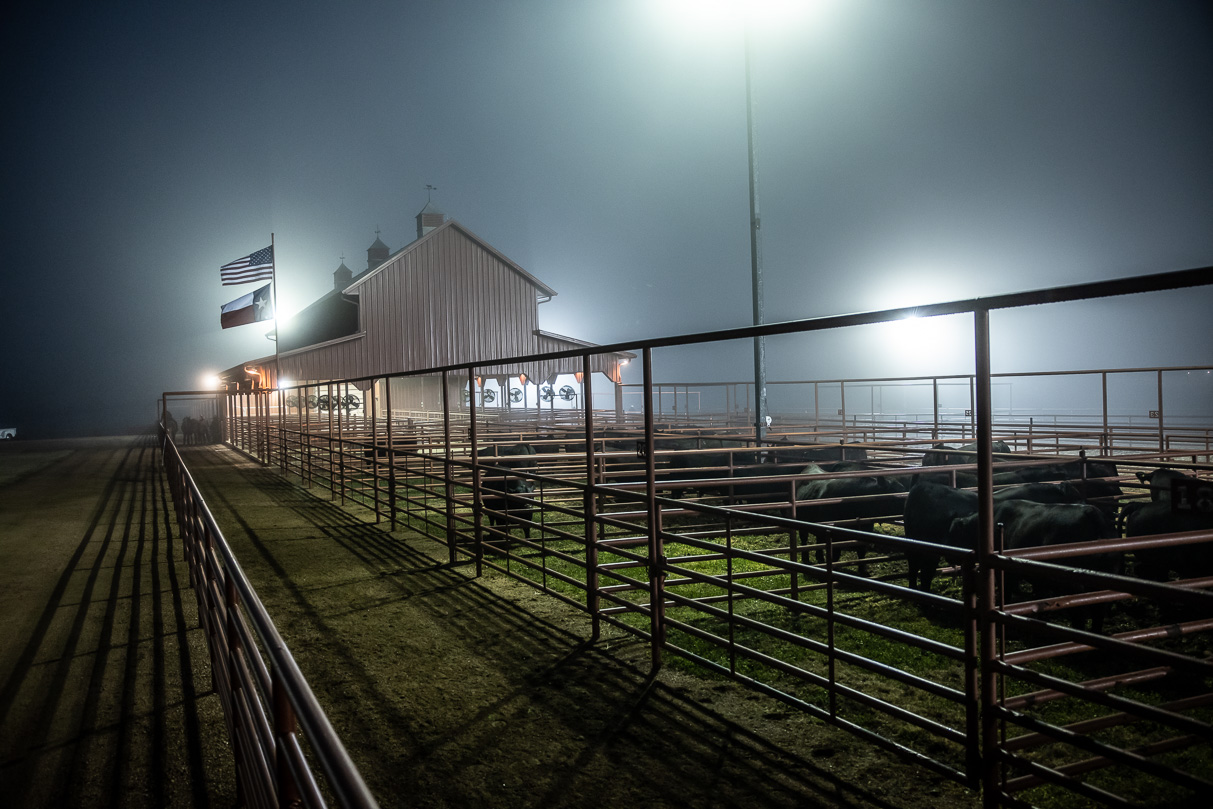 44Farms_Cameron_BullSale_Feb2021-515592