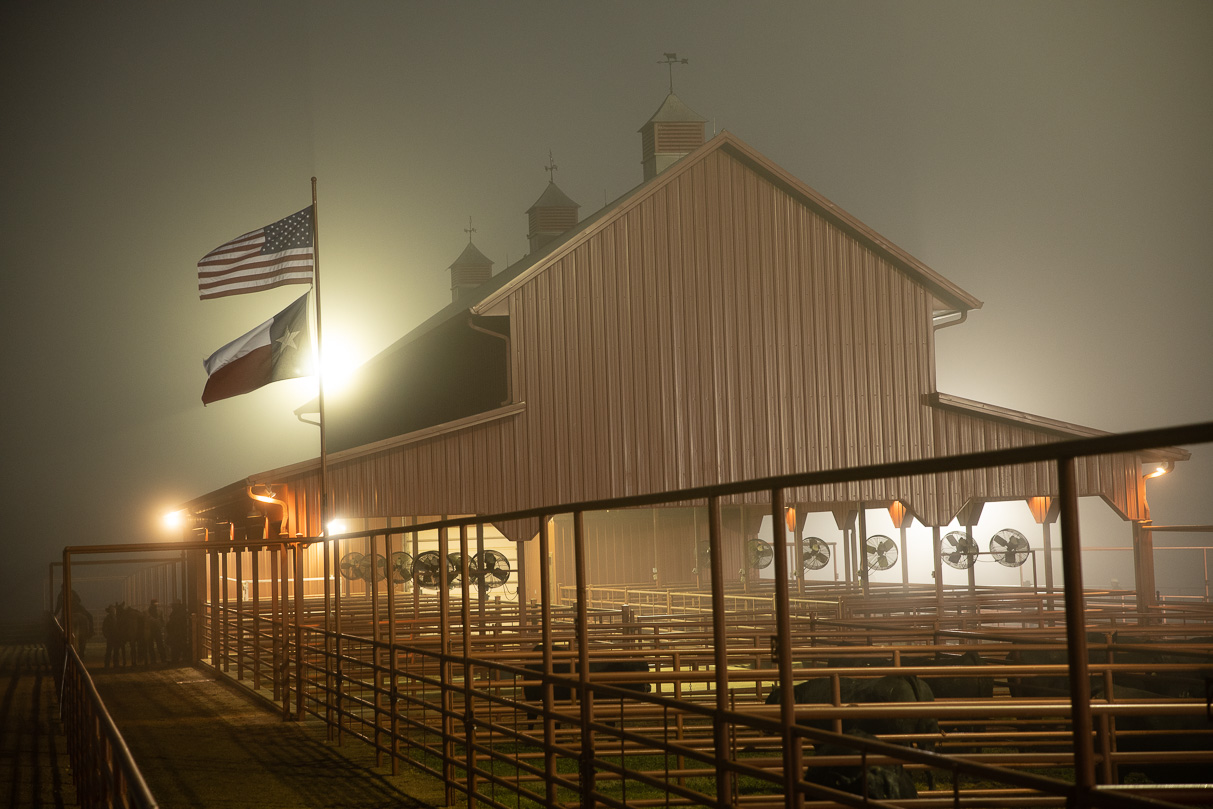 44Farms_Cameron_BullSale_Feb2021-515593