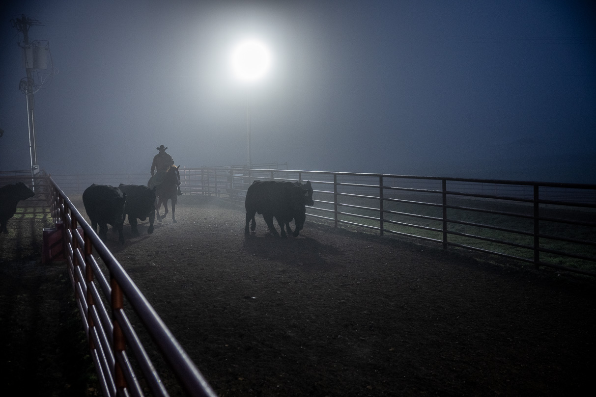 44Farms_Cameron_BullSale_Feb2021-515647