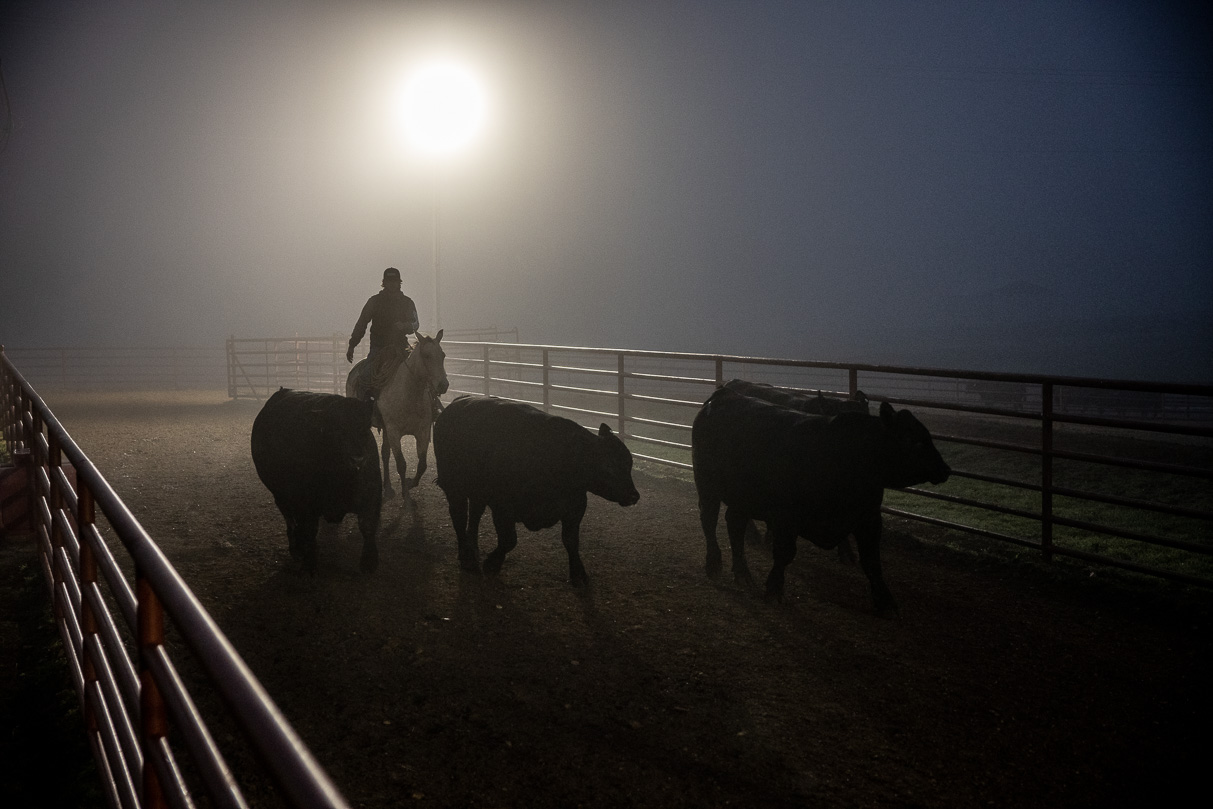 44Farms_Cameron_BullSale_Feb2021-515675