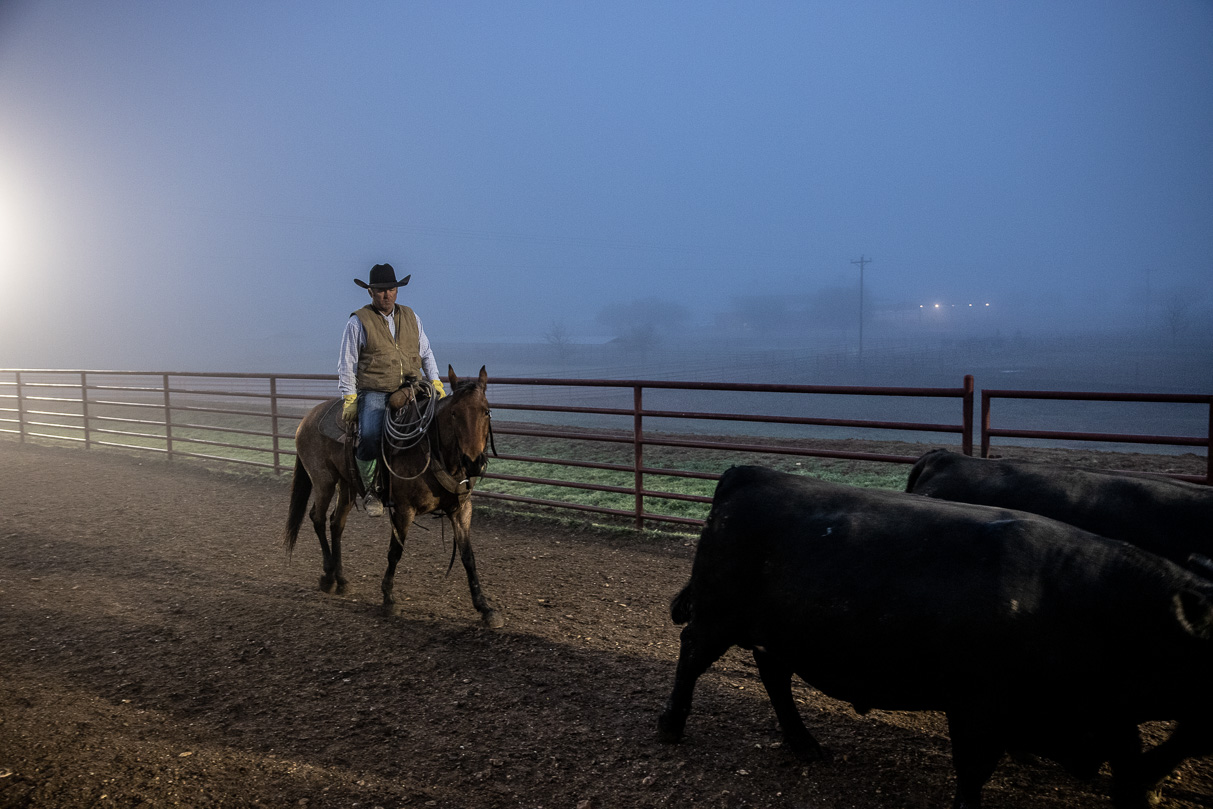 44Farms_Cameron_BullSale_Feb2021-515708