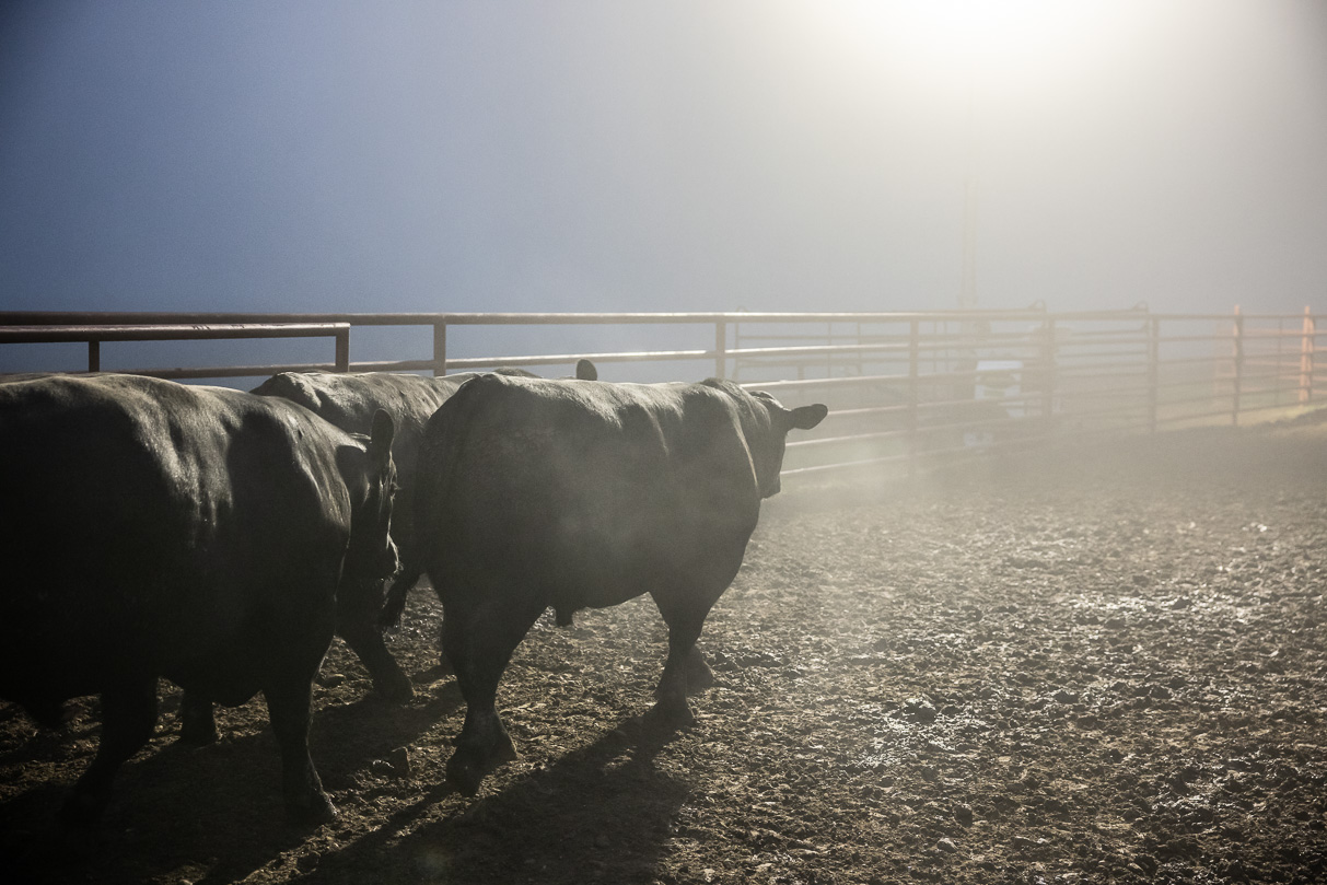 44Farms_Cameron_BullSale_Feb2021-515739