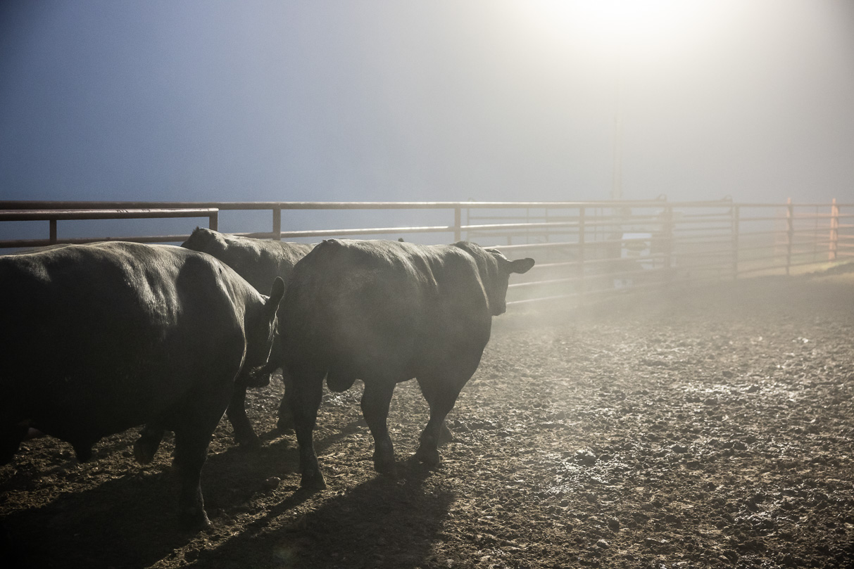 44Farms_Cameron_BullSale_Feb2021-515740