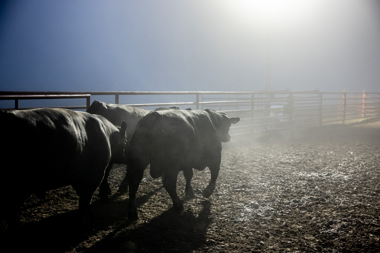 44Farms_Cameron_BullSale_Feb2021-515741