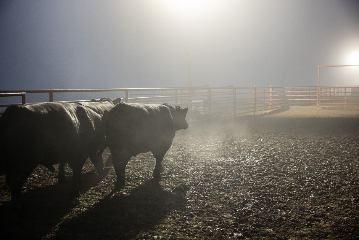 44Farms_Cameron_BullSale_Feb2021-515742
