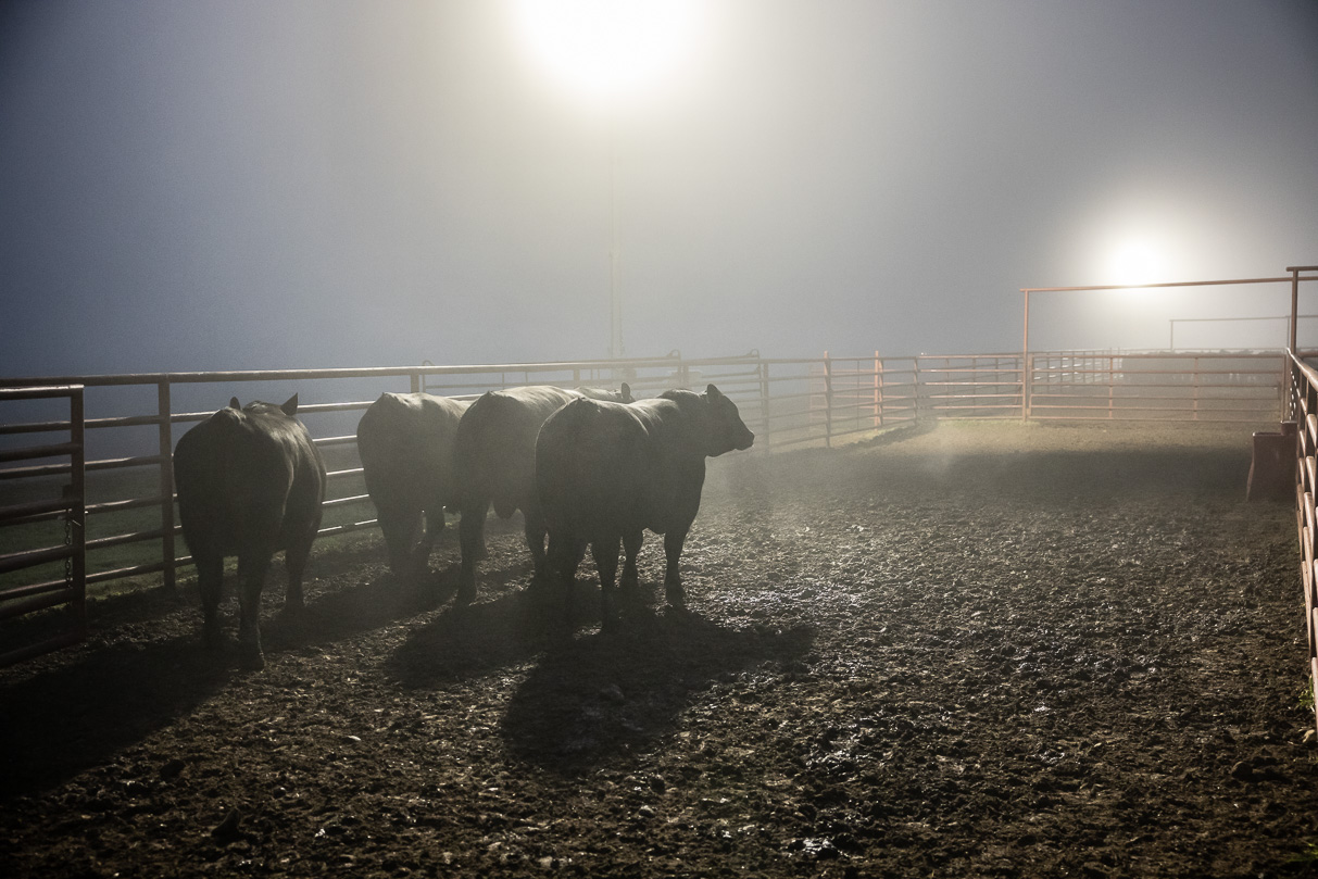 44Farms_Cameron_BullSale_Feb2021-515746