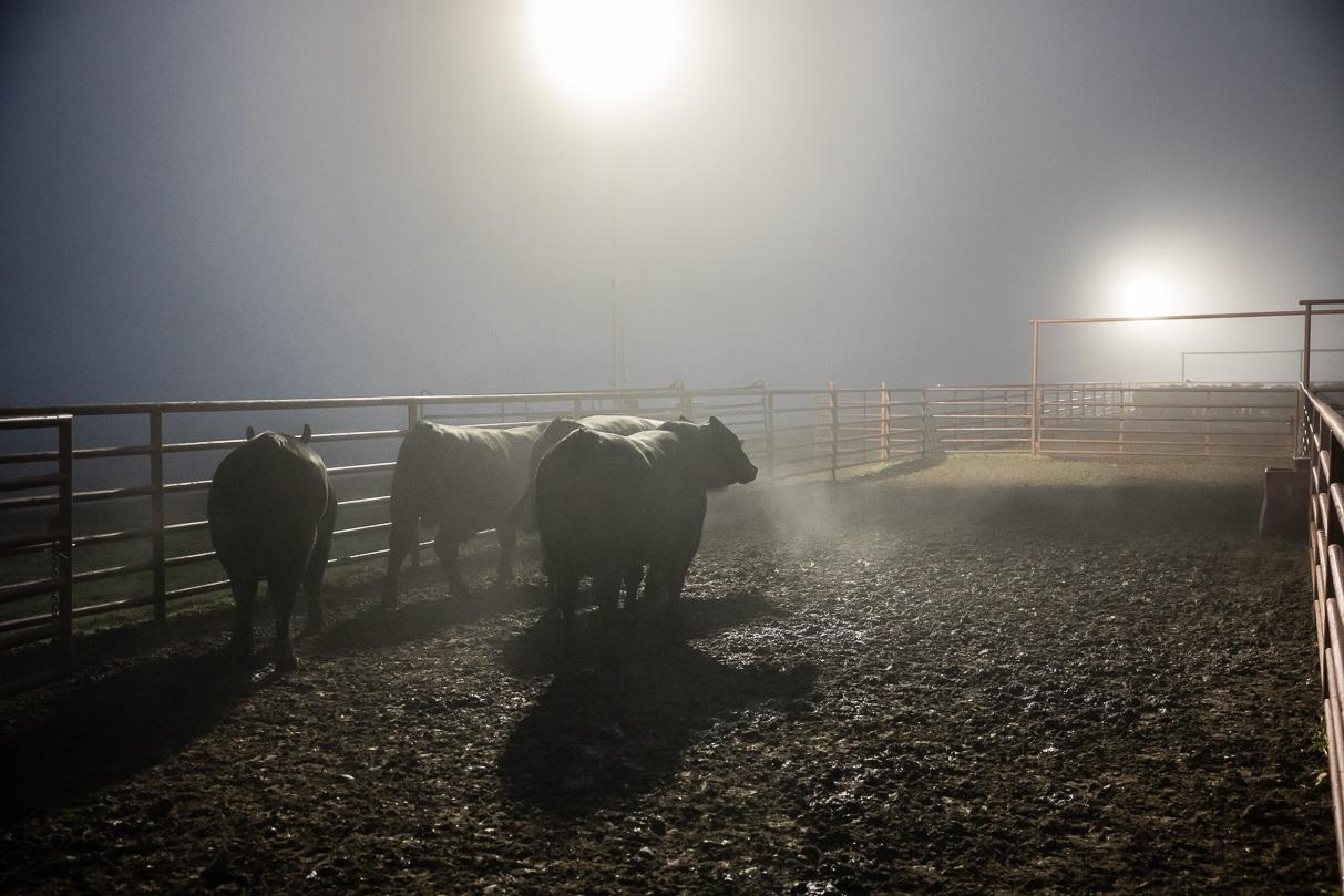 44Farms_Cameron_BullSale_Feb2021-515748