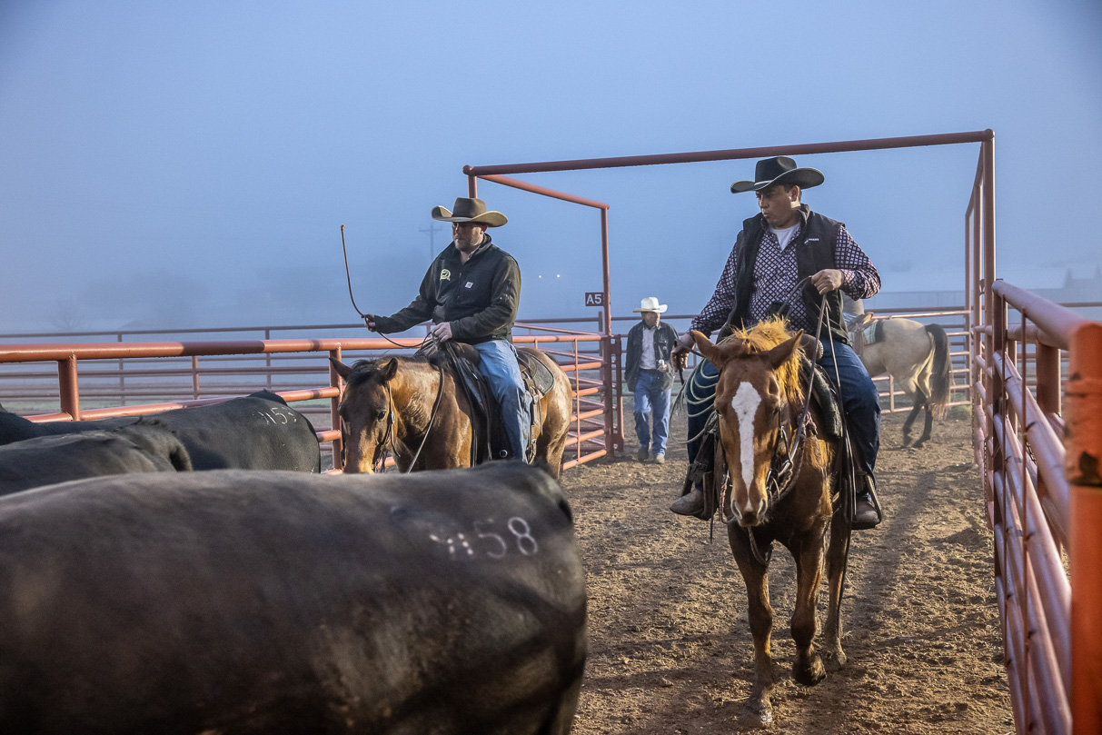 44Farms_Cameron_BullSale_Feb2021-515815