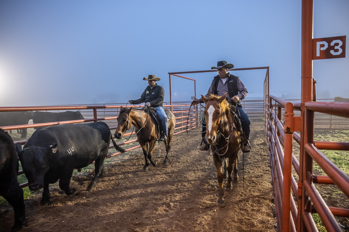 44Farms_Cameron_BullSale_Feb2021-515818