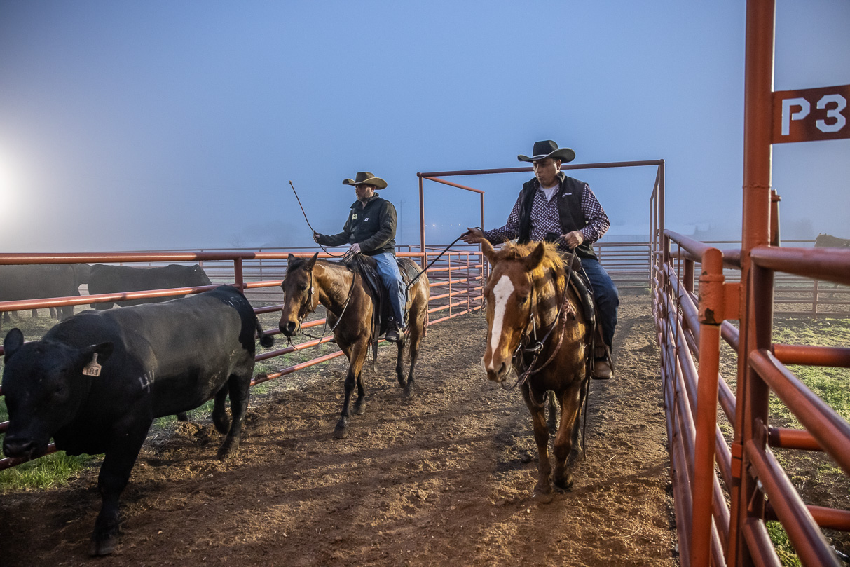 44Farms_Cameron_BullSale_Feb2021-515819