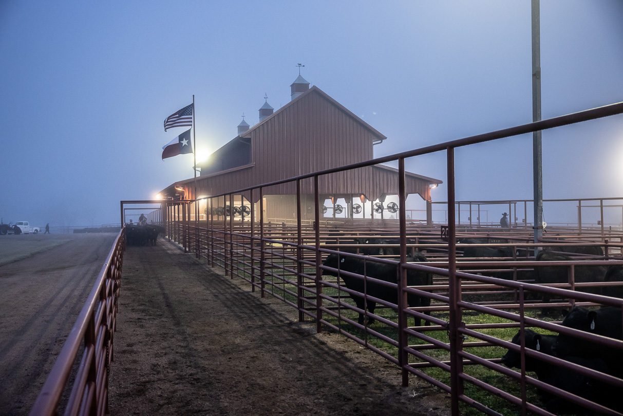 44Farms_Cameron_BullSale_Feb2021-515866