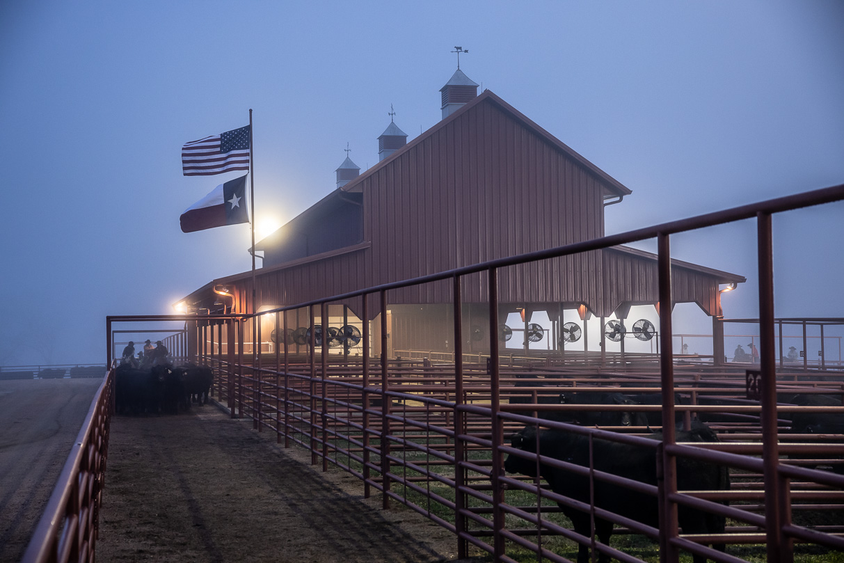 44Farms_Cameron_BullSale_Feb2021-515879
