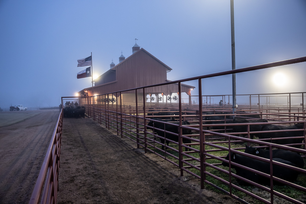 44Farms_Cameron_BullSale_Feb2021-515882
