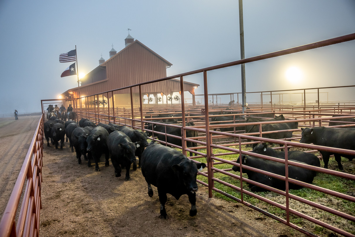 44Farms_Cameron_BullSale_Feb2021-515886
