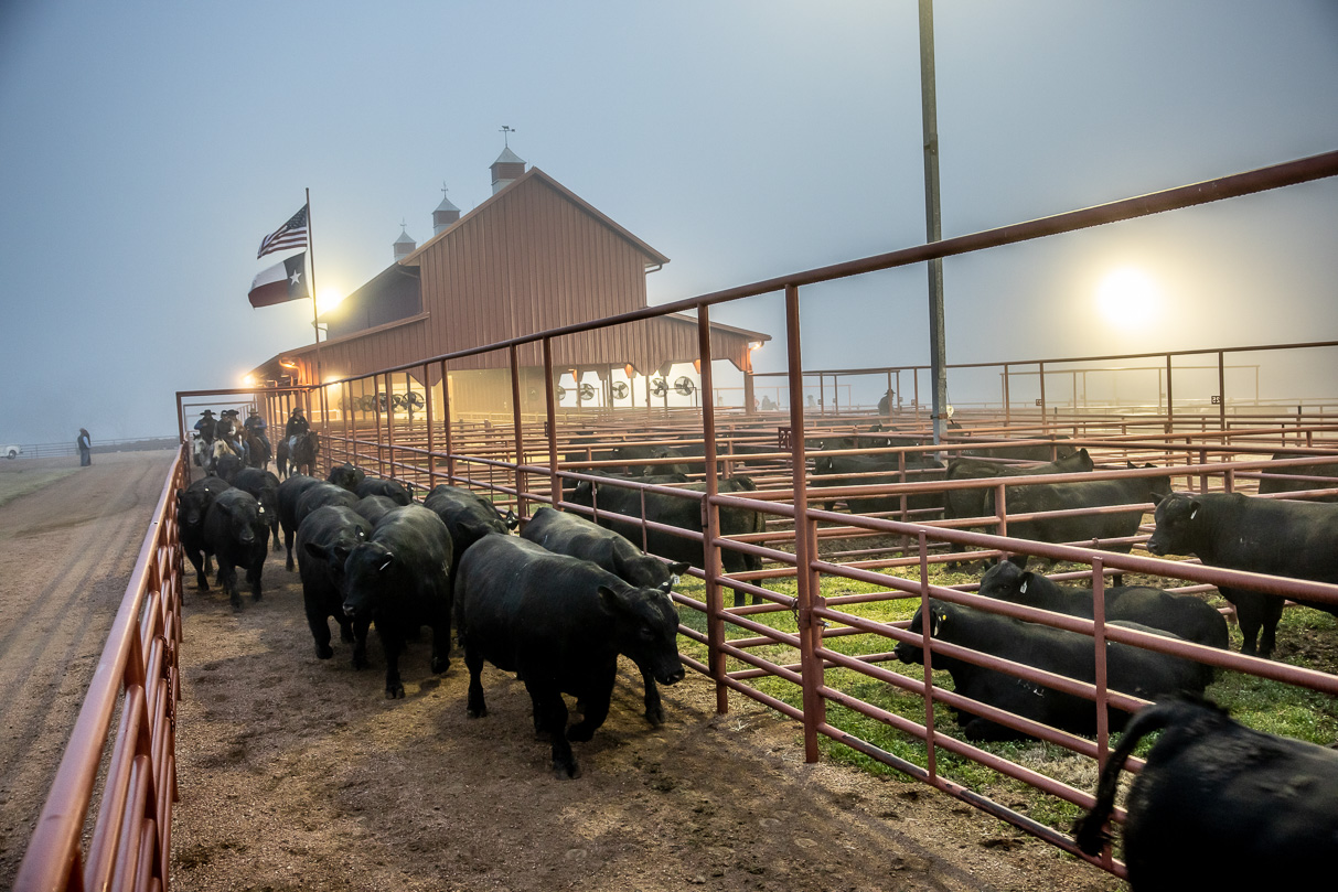 44Farms_Cameron_BullSale_Feb2021-515890