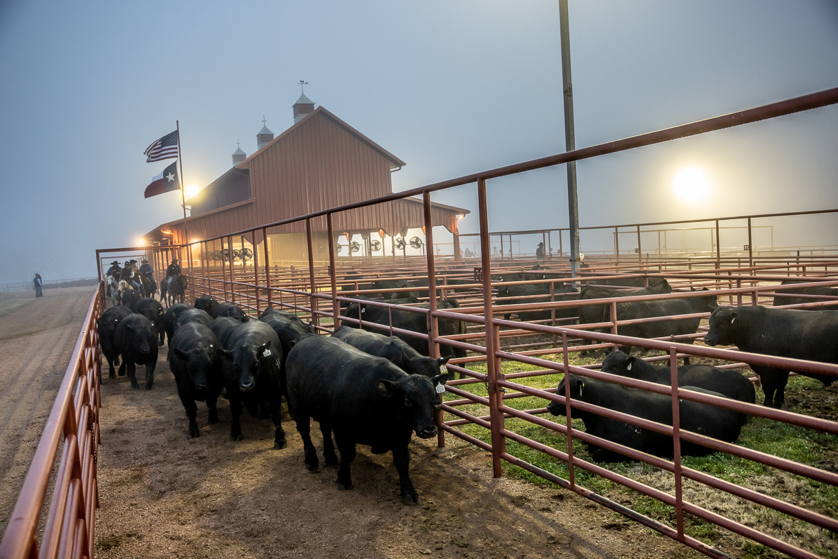 44Farms_Cameron_BullSale_Feb2021-515891
