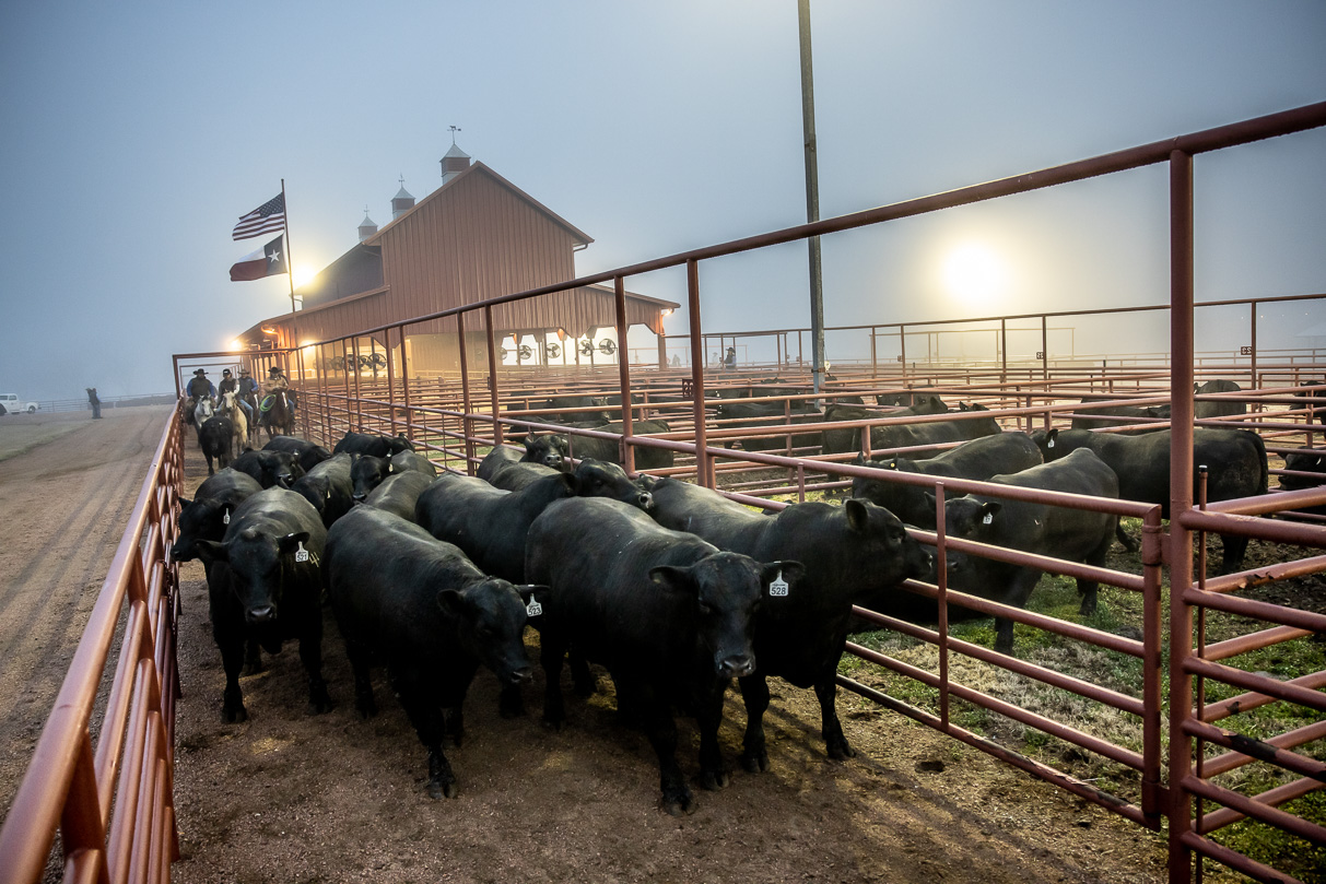 44Farms_Cameron_BullSale_Feb2021-515895