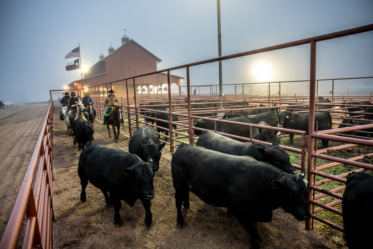 44Farms_Cameron_BullSale_Feb2021-515912