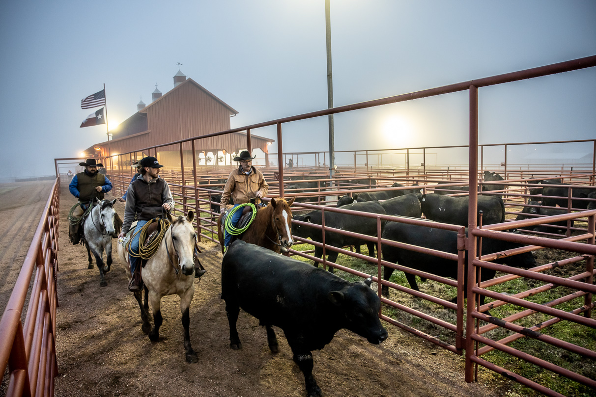 44Farms_Cameron_BullSale_Feb2021-515921