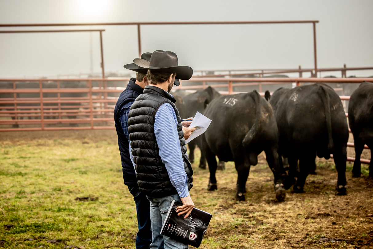 44Farms_Cameron_BullSale_Feb2021-515989