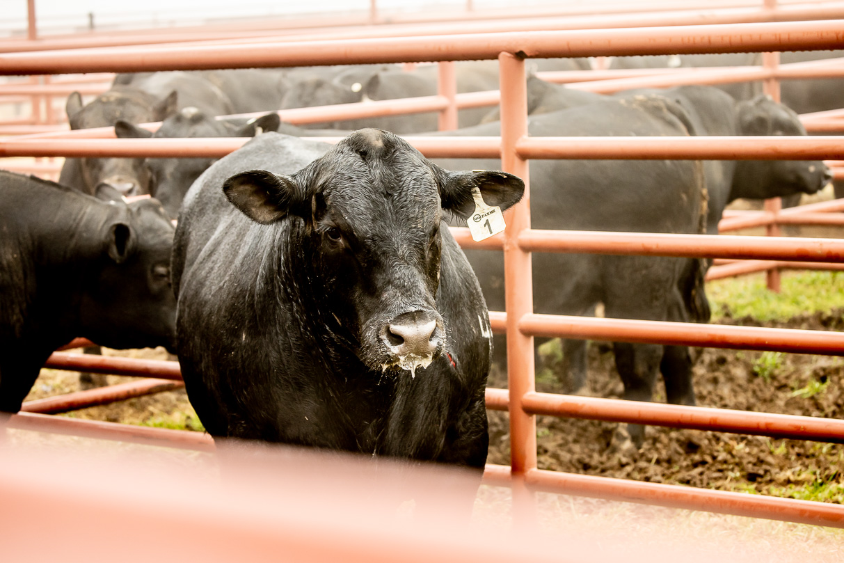 44Farms_Cameron_BullSale_Feb2021-515998