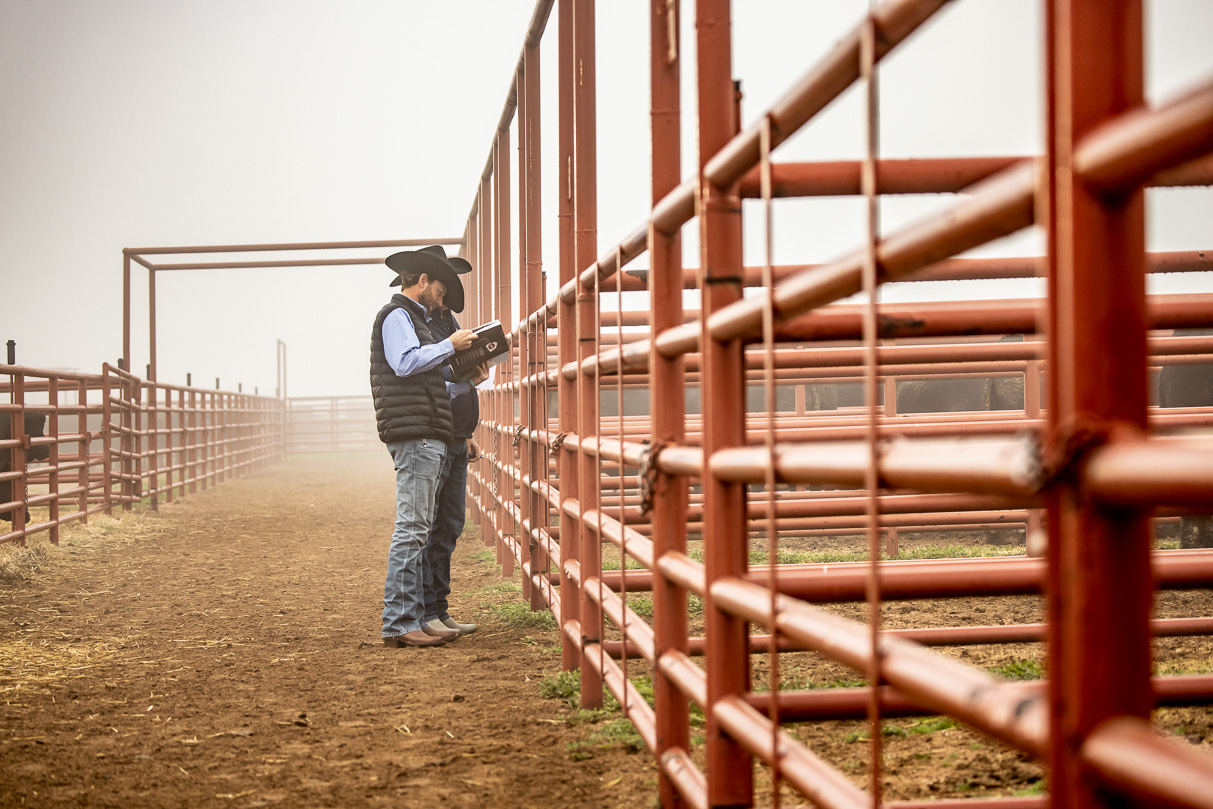 44Farms_Cameron_BullSale_Feb2021-516003