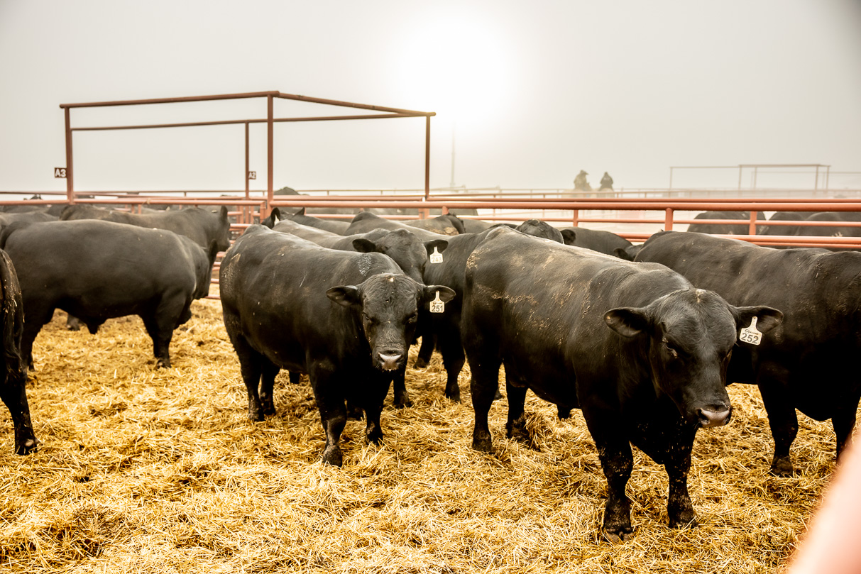 44Farms_Cameron_BullSale_Feb2021-516096