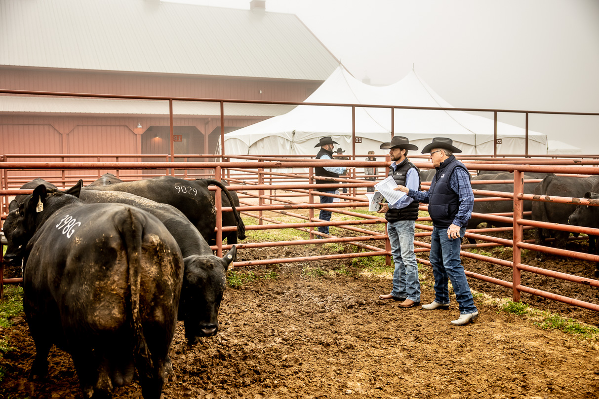 44Farms_Cameron_BullSale_Feb2021-516097