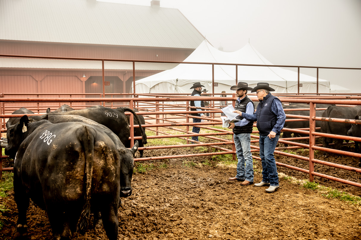 44Farms_Cameron_BullSale_Feb2021-516098