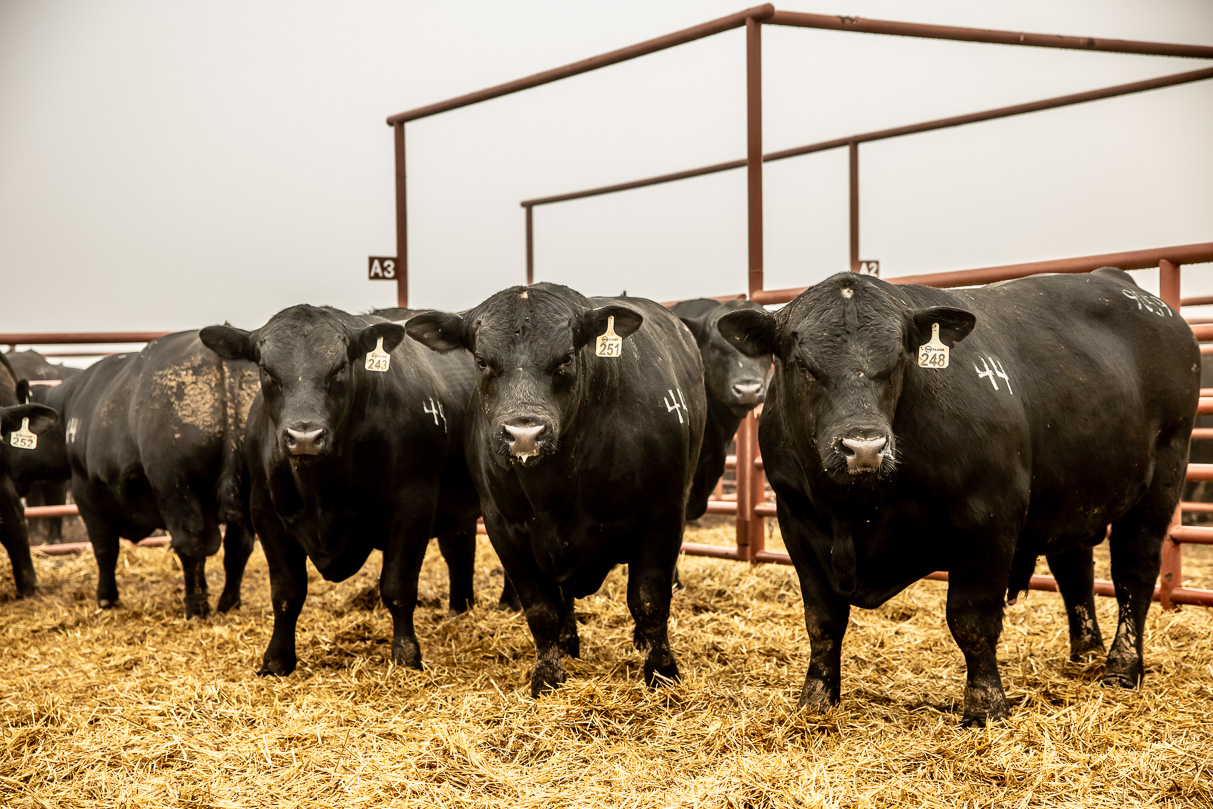 44Farms_Cameron_BullSale_Feb2021-516113