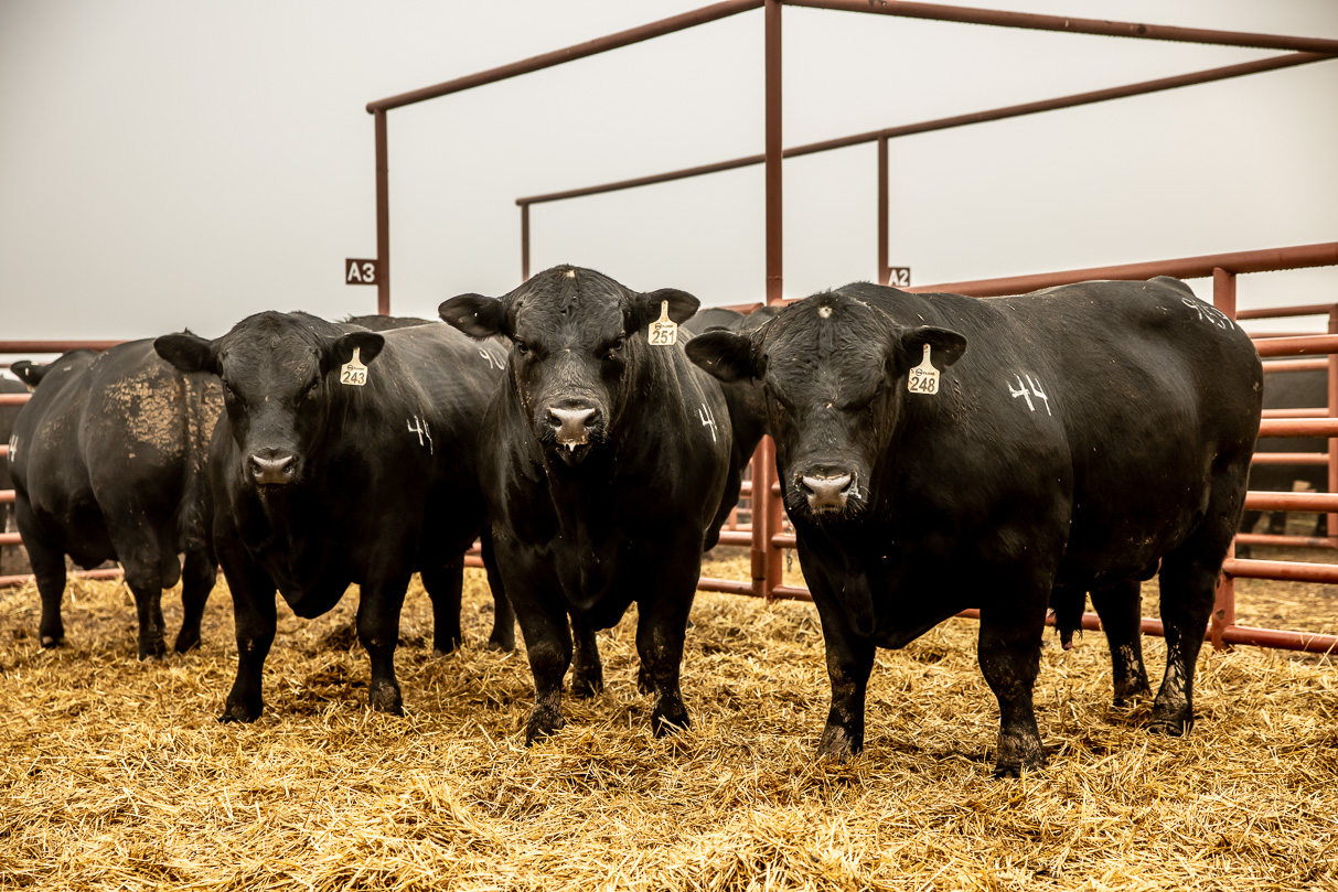 44Farms_Cameron_BullSale_Feb2021-516118