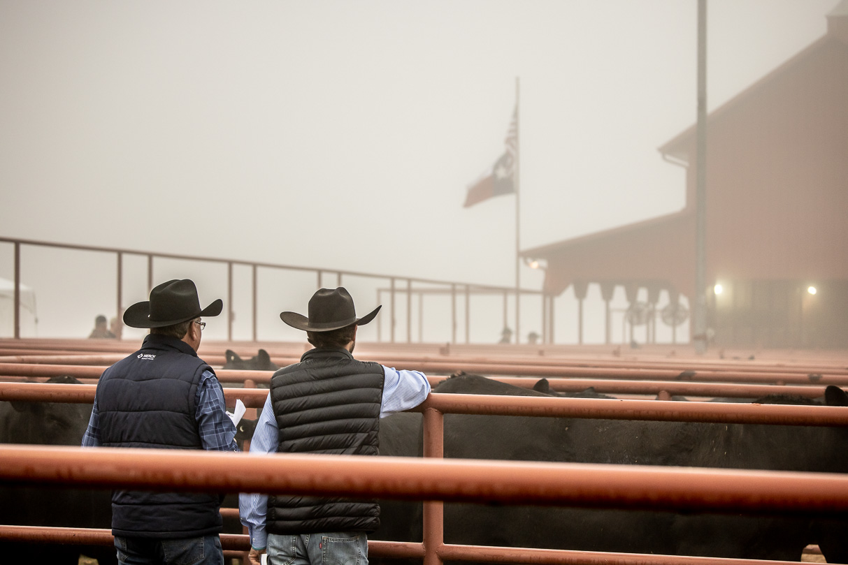 44Farms_Cameron_BullSale_Feb2021-516132