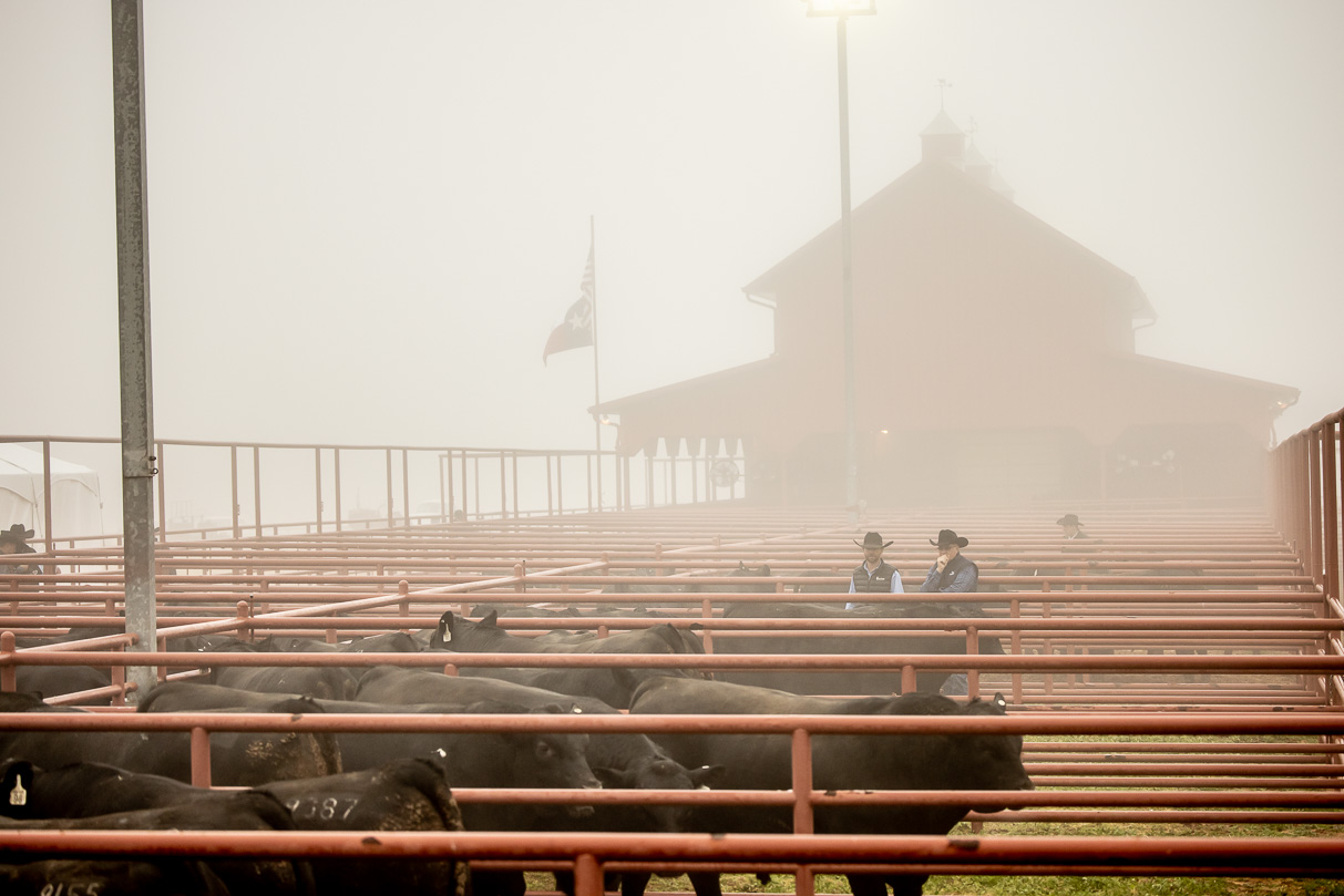 44Farms_Cameron_BullSale_Feb2021-516166