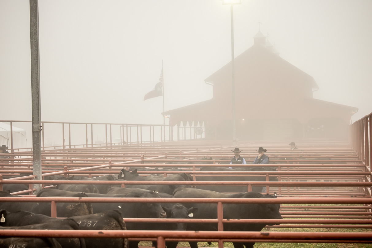 44Farms_Cameron_BullSale_Feb2021-516167